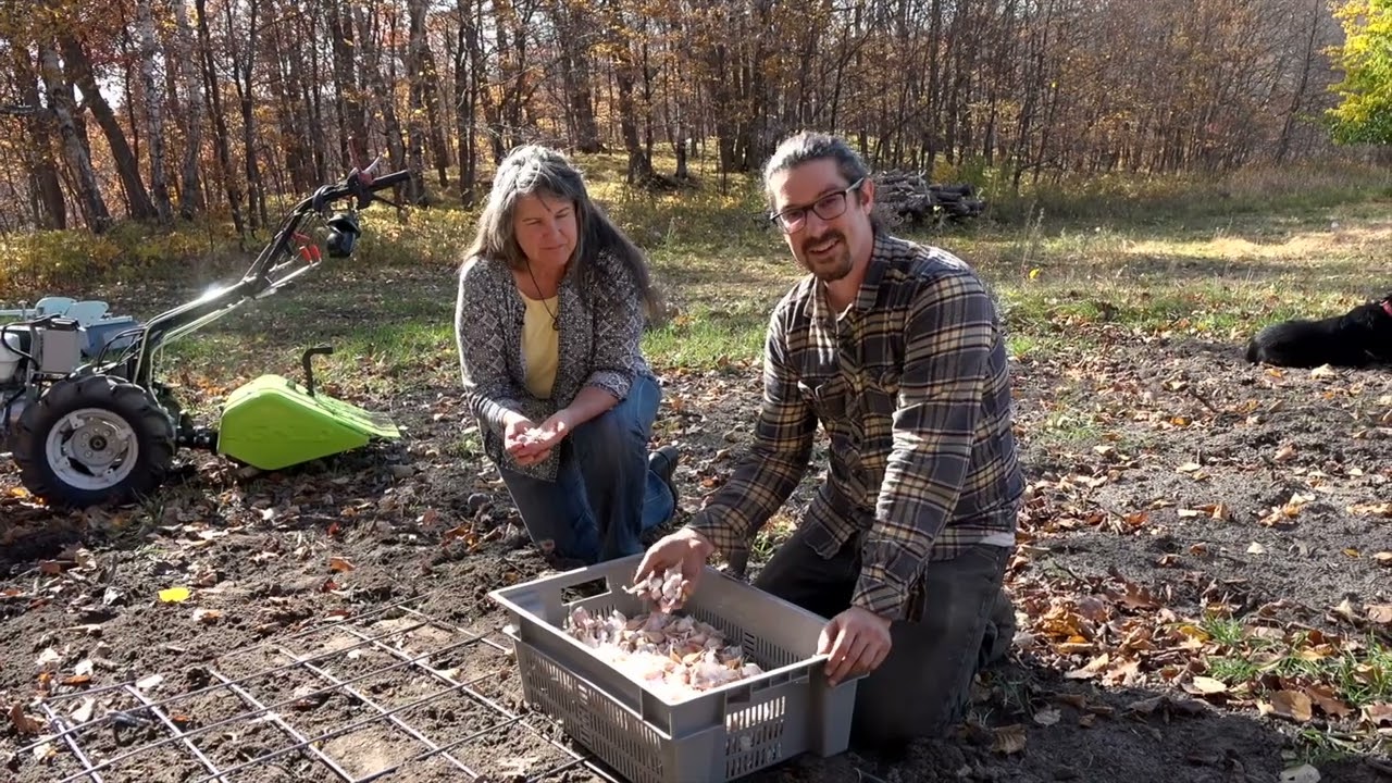 Growing and Processing Hardneck Garlic