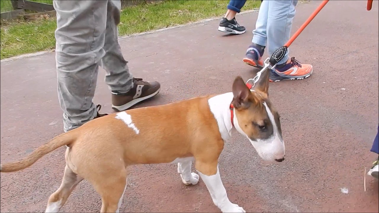 CUCCIOLO DI BULL TERRIER, ADDESTRAMENTO!