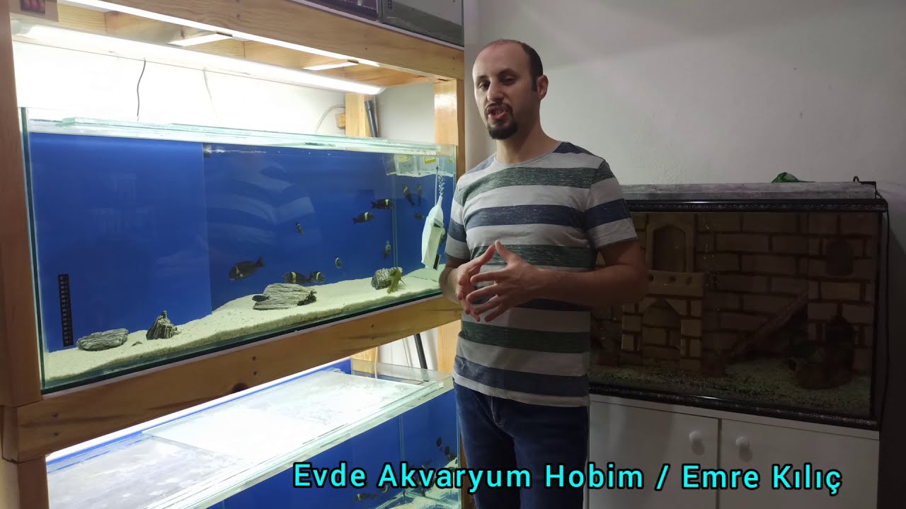 Tropheus Duboisi Maswa Hakkında Bilgiler