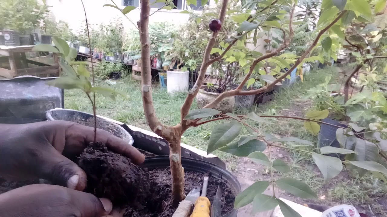 Como eu consegui duas mudas de jabuticaba por raiz.
