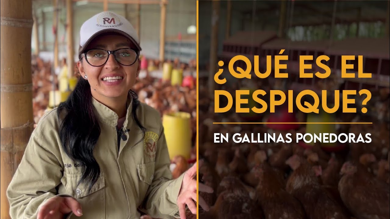 ¿Por Qué se Realiza el Despique en Gallinas Ponedoras? 🐔 Todo lo que Necesitas Saber
