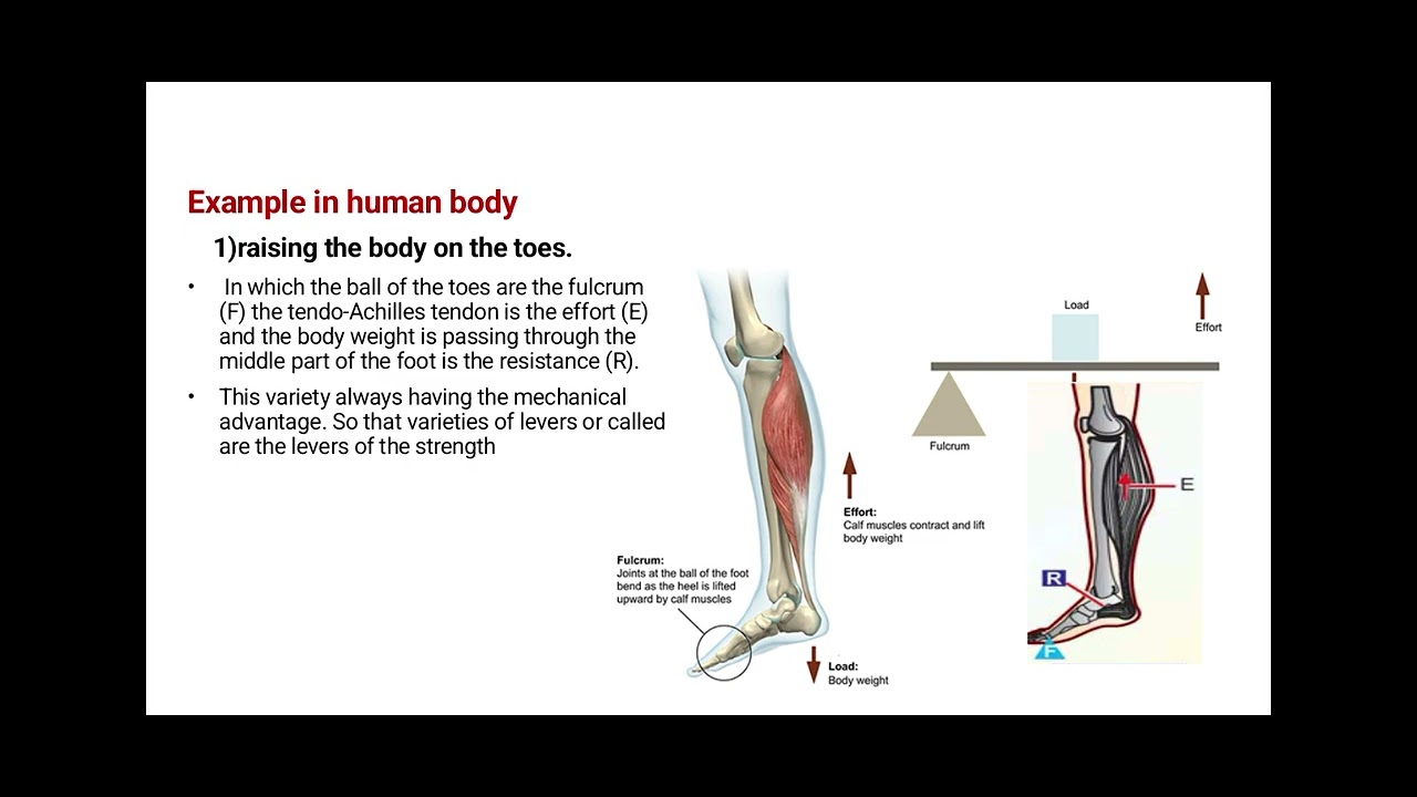 LEVERS IN EXERCISE THERAPY