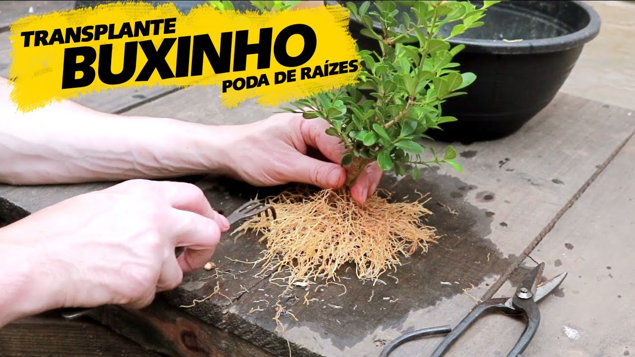 Buxinho Transplante e Poda de Raízes - Muda para Bonsai - AYKA BONSAI