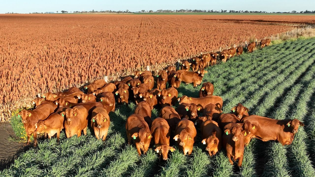 Cambridge Downs, Springsure