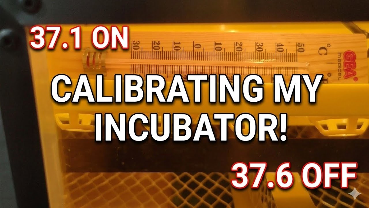 HOW I CALIBRATE MY INCUBATOR