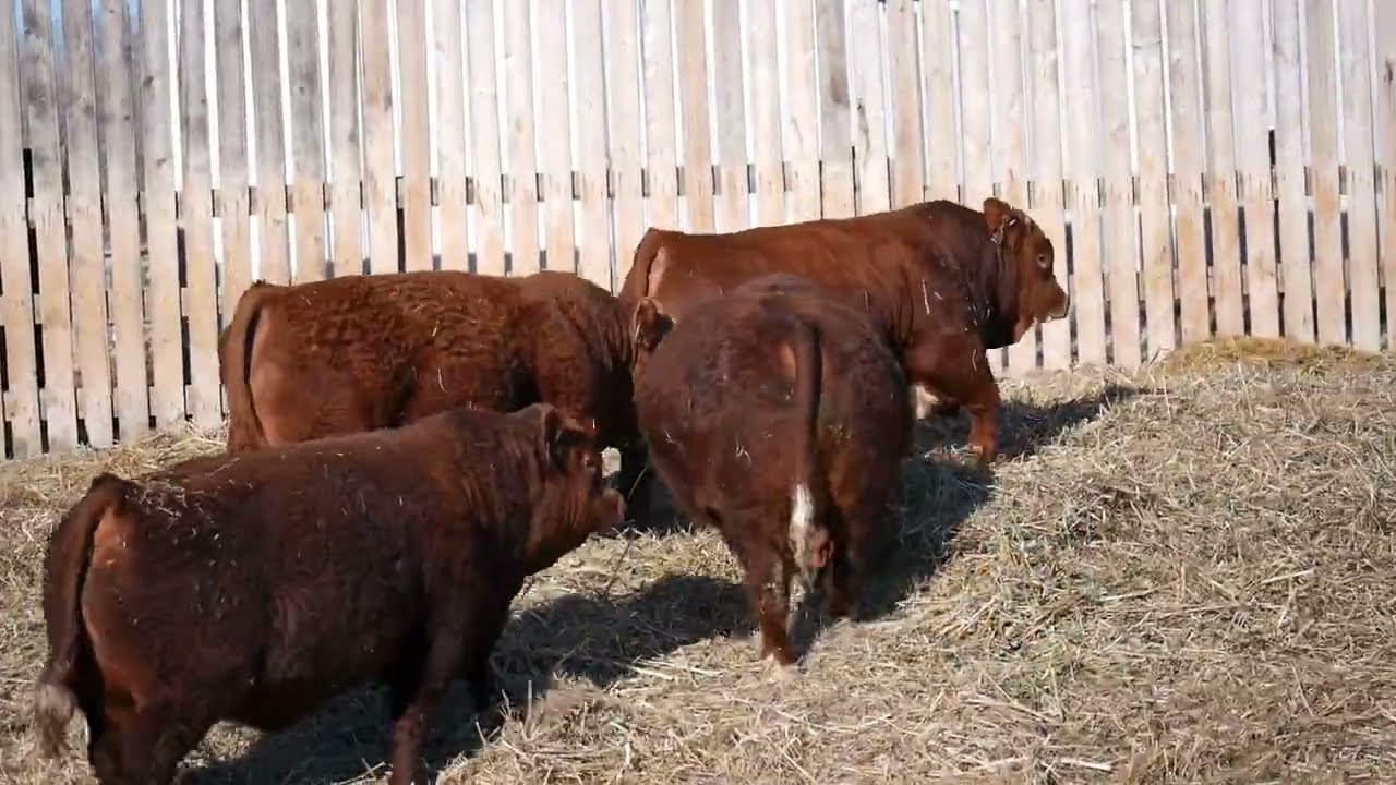 2026 Red Willow Ranch Ltd. Bull Sale Preview