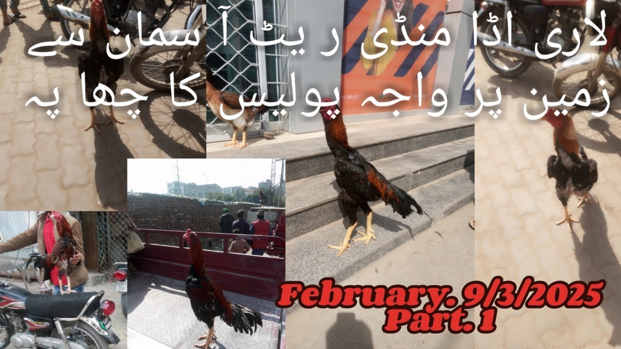 Lahore Lari adda aseel murga mandi | new update 2025 | high quality murgye morgiya| in Lahor mandi