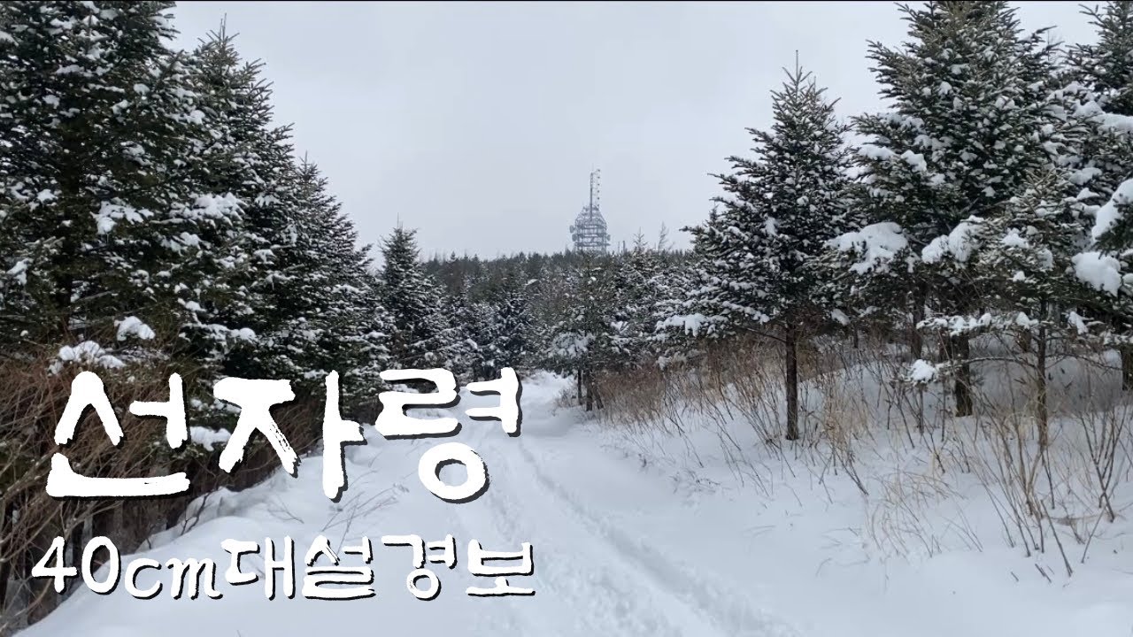 선자령 40cm 대설경보 2025.3.18 눈꽃 산행
