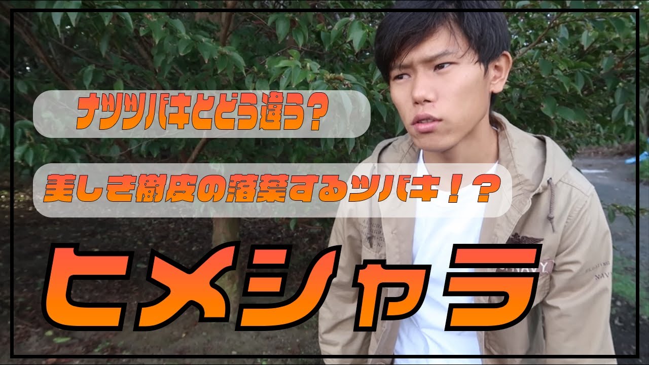 【樹木解説】　ヒメシャラ　樹皮が美しい！落葉性のツバキ！