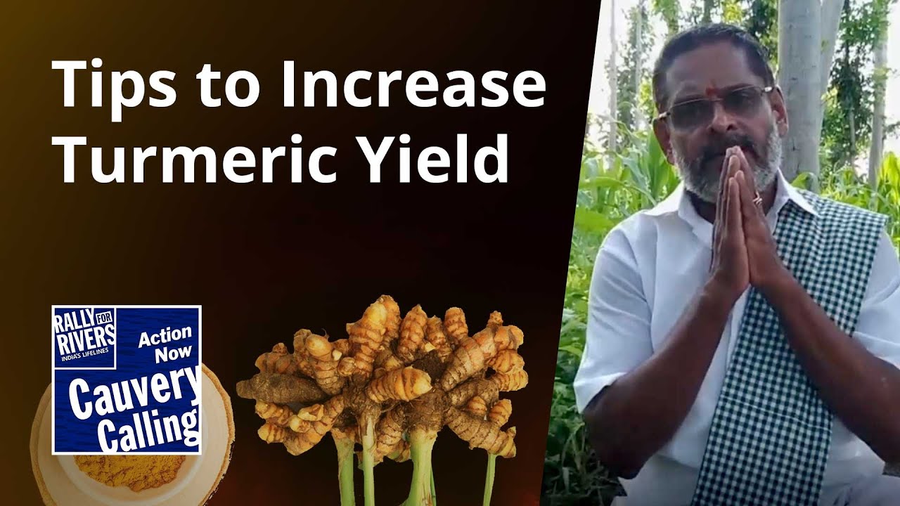 How to Control Weed Growth and Increase Yield of Turmeric Intercrop?
