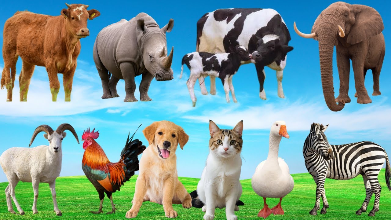 🐾 Khúc Nhạc Đồng Quê Vui Nhộn – Khi Cún, Mèo, Dê, Bò & Cừu Cùng “Hòa Giọng” Dễ Thương 🐶🐱🐐🐮🐑