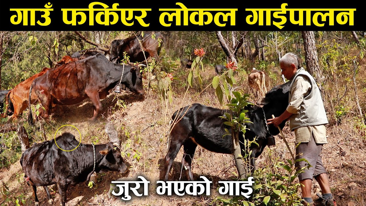 २० वर्षपछि गाउँ फर्किएर जुरो भएको गाईपालनमा लागेका तिलक