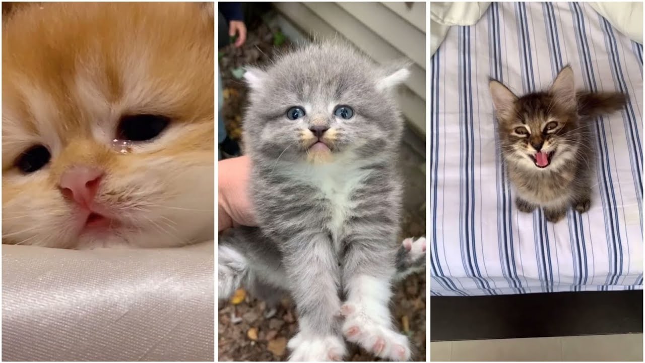 Kittens Crying and Meowing (2021) - Cat Meowing to Attract Cats