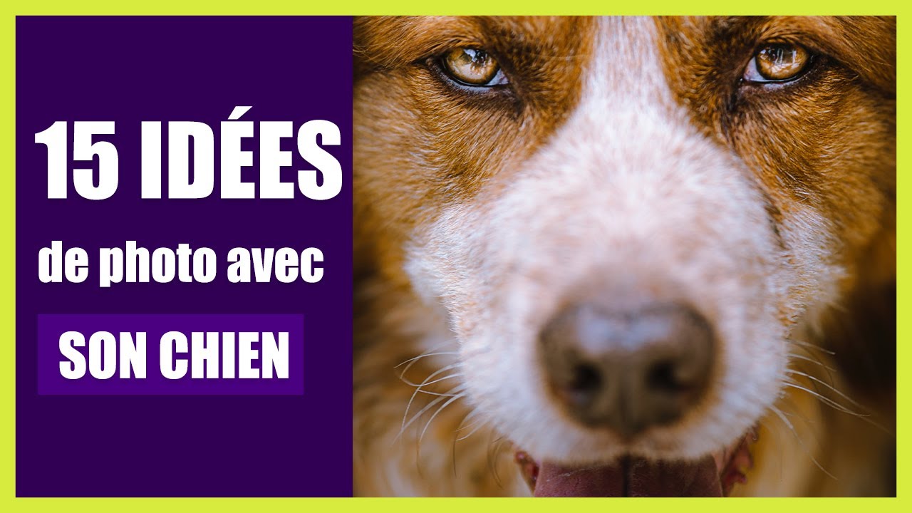15 idées de photos à faire avec son chien (bien aimé)