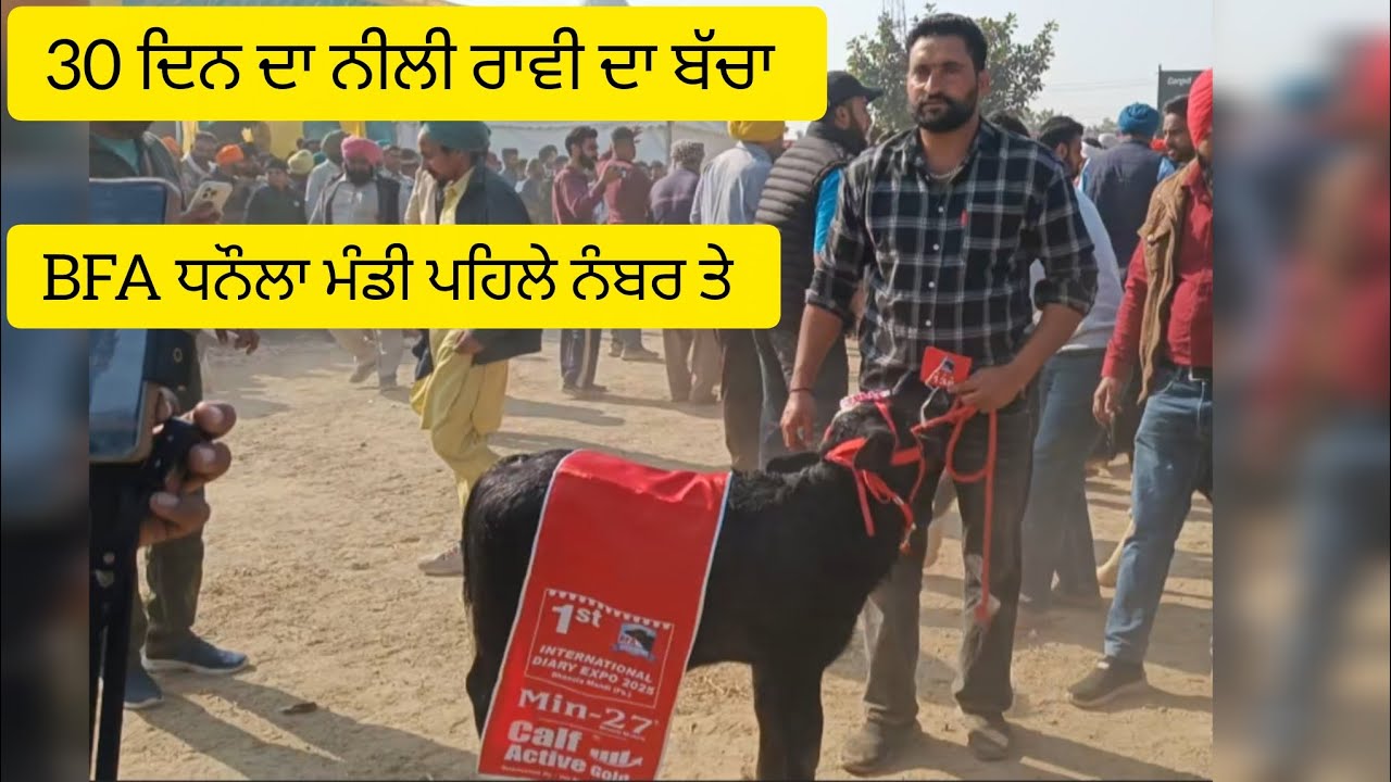 dhanaula pashu mela 2025 today ।। ਧਨੌਲਾ ਪਸ਼ੂ ਮੇਲਾ 