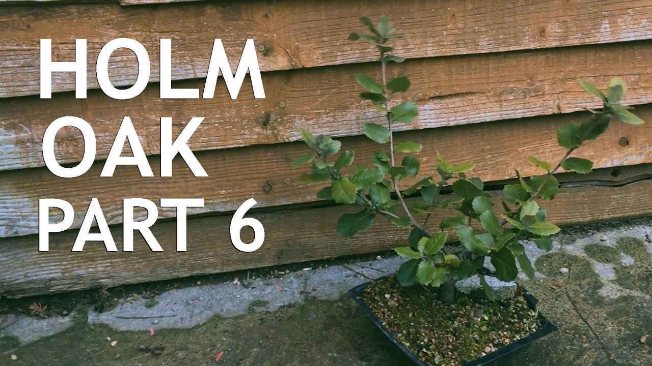 Holm Oak bonsai from seed. 6