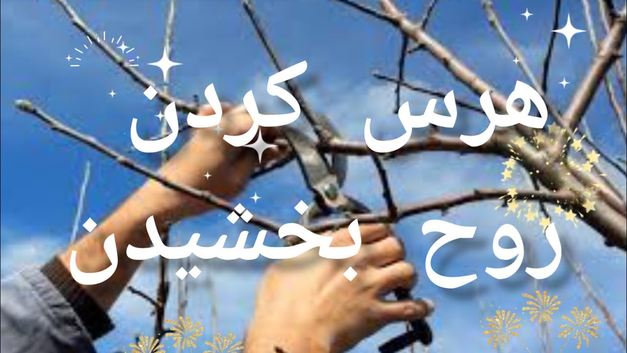 هرس به موقع درختان