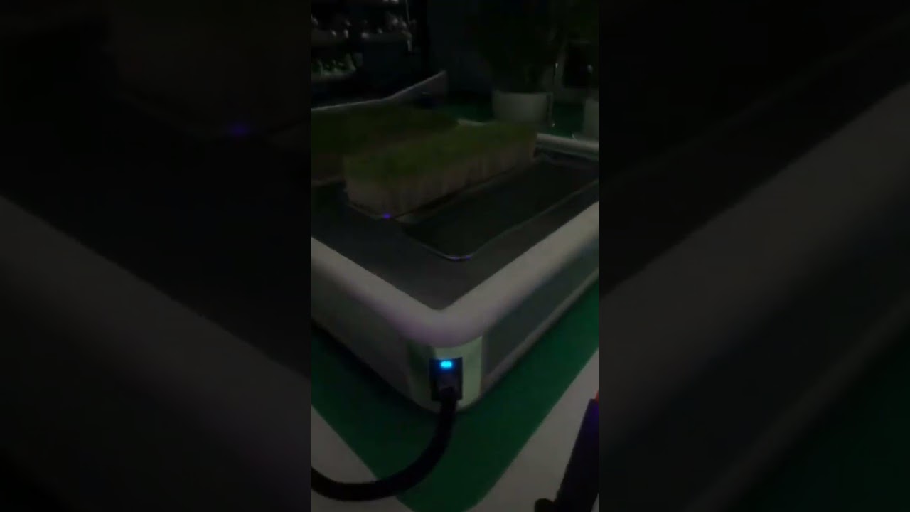 cabbage weed?