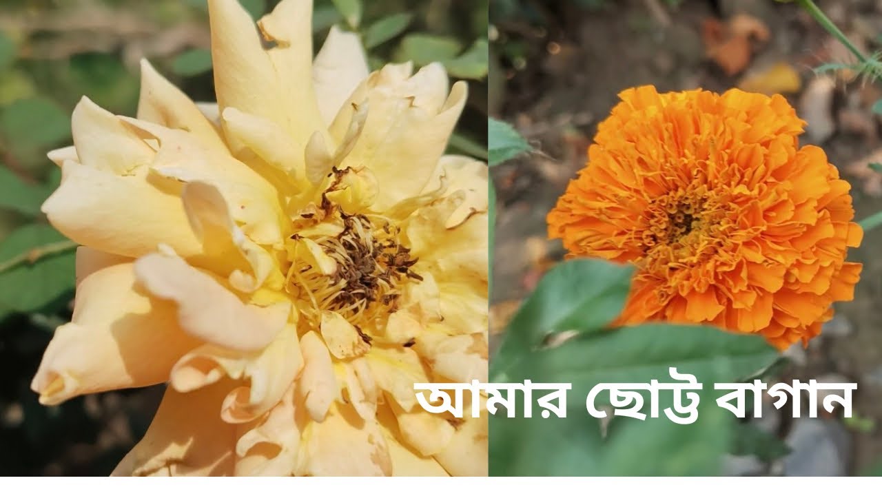 আমার ছোট্ট বাগান | My little garden 