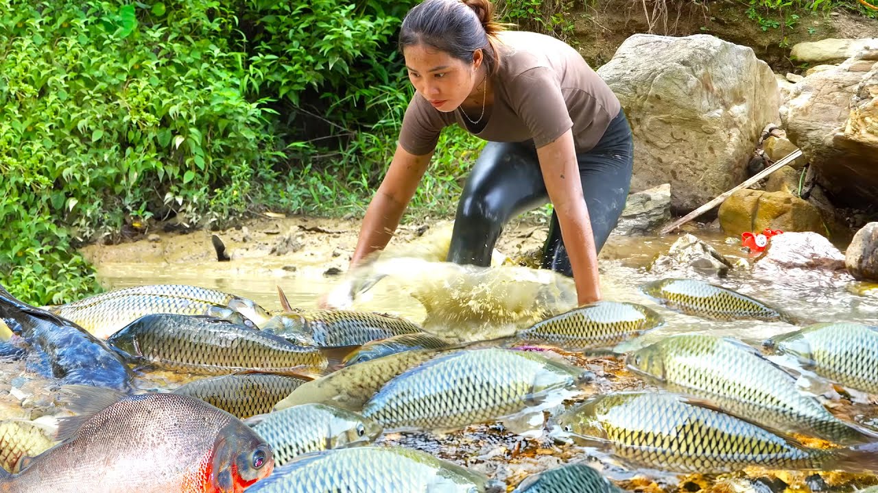 Harvest a Giant Fish Pond of Carp and Pomfret to Sell at the Market, Cook for my Children