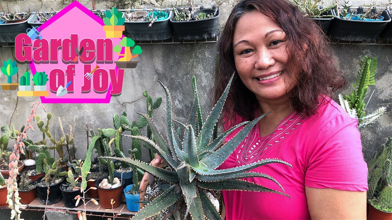 Aloe Propagation | 4 ways (Stem cutting, Leaf propagation, Offsets/Pups, Seeds propagation)