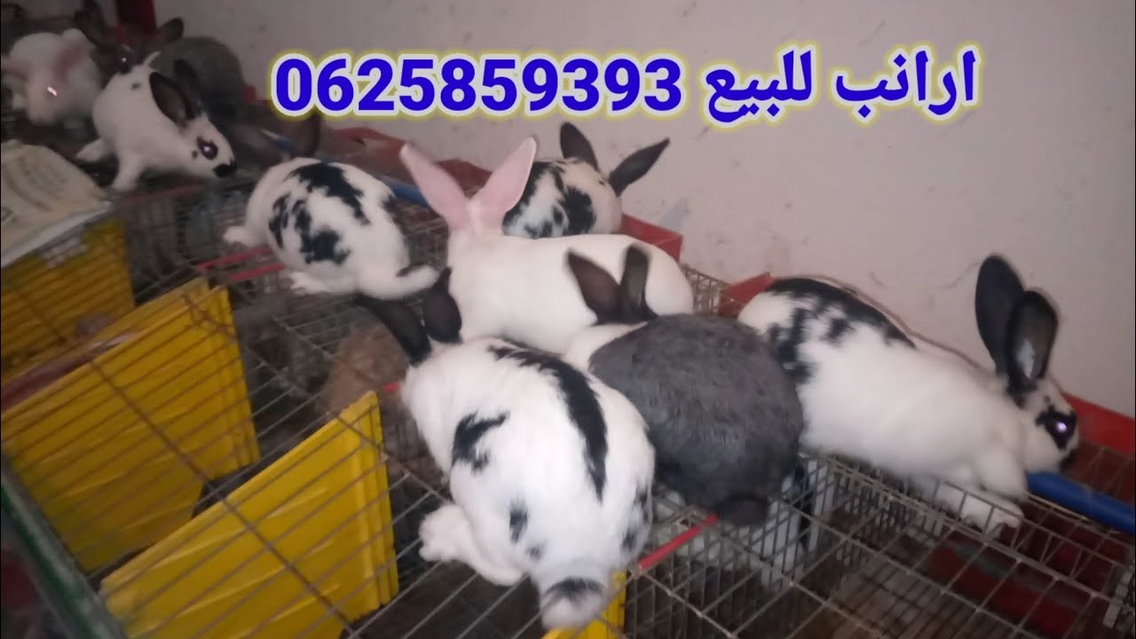 افضل 10 سلالات الارانب التربية للبيع 0625859393