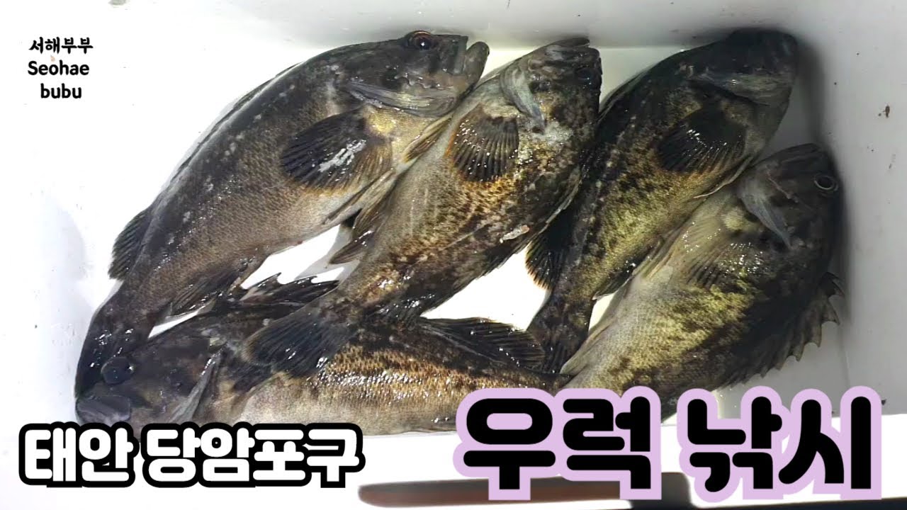 태안 당암포구 우럭 낚시 태풍급 바람에도 손맛 봤습니다!       태안 당암포구 4월 5일 우럭낚시    서해부부( Seohae  bubu)