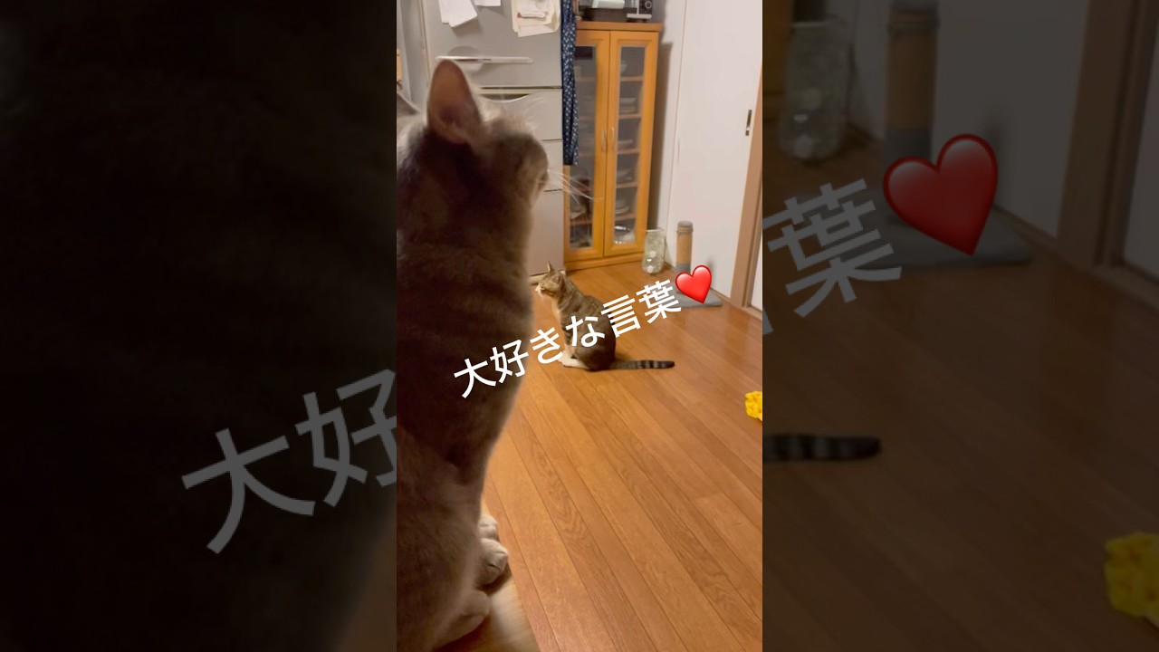 うちのこ達の一番好きな言葉かもw