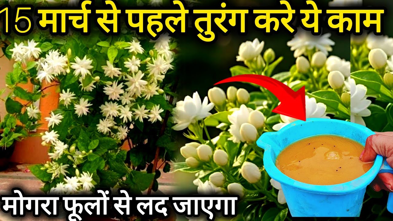 Fabruary (फरवरी) मार्च में मोगरा पर तुरंत करें ये काम. Mogra plant care.मोगरा की देखभाल।Jesmine care