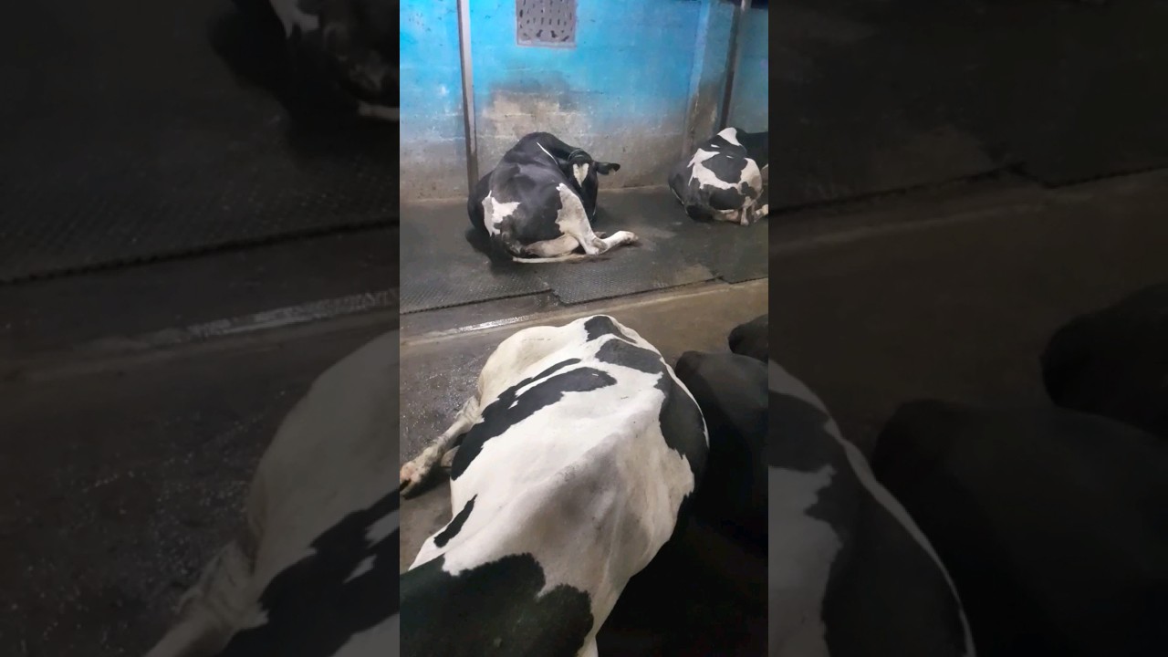 Private milk society and aavin milk society rate evalo??? Ethu best??#shorts#trending#ytshorts #cow