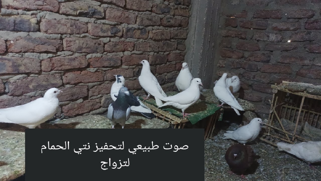 صوت تحفيز نتي الحمام لتزواج في اسرع وقت 
