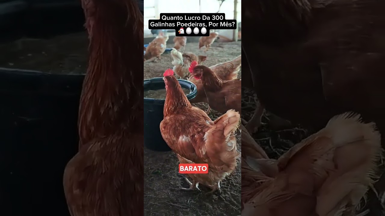 Fa&ccedil;a muita grana 💰 com 3OO galinhas 🐔 #galinha #pecuarista #aves #agriculturaregenerativa