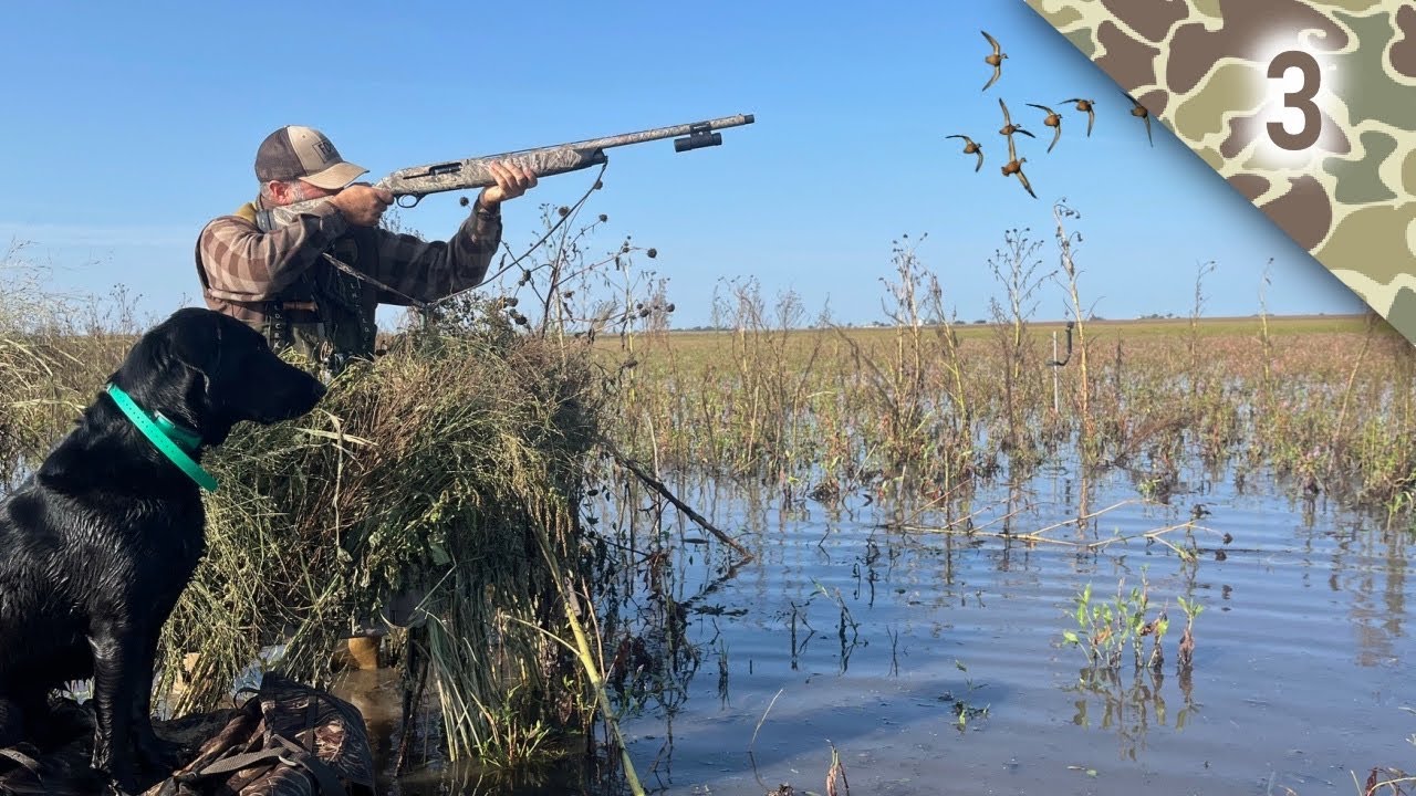 Bluewing Teal Limit | Big Marsh, Two Dogs, Three Hunters