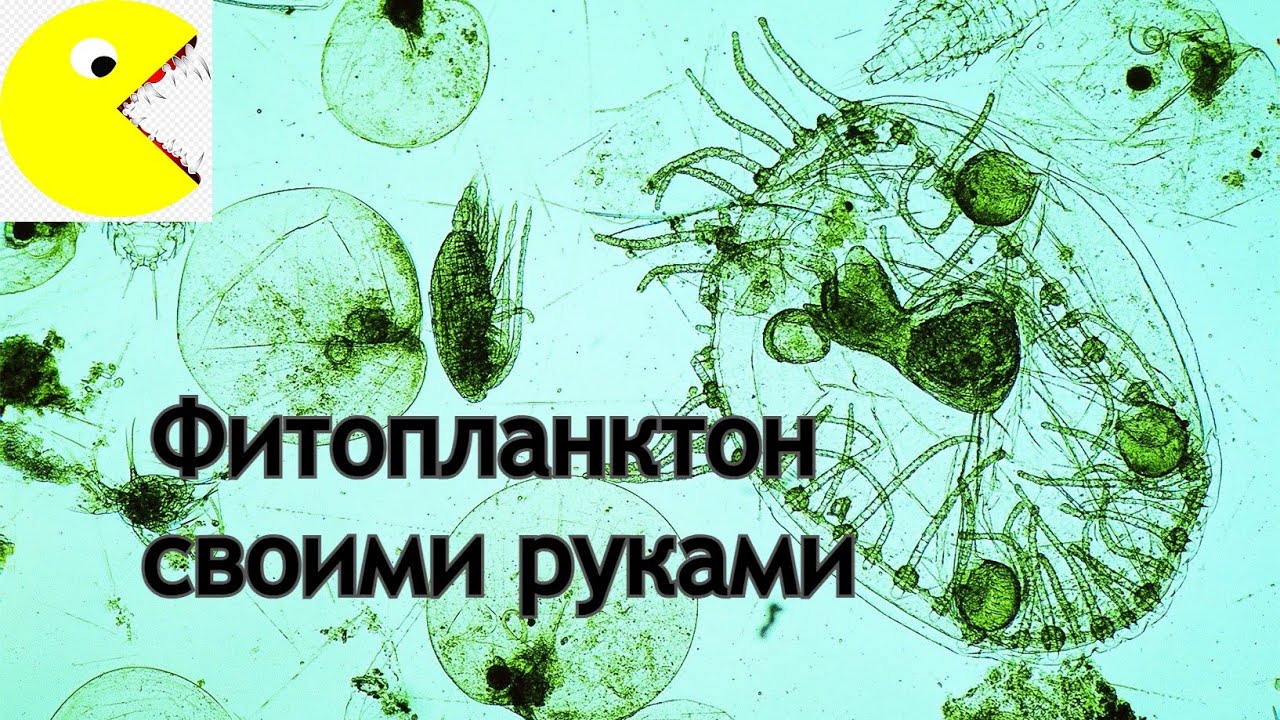 Фитопланктон своими руками