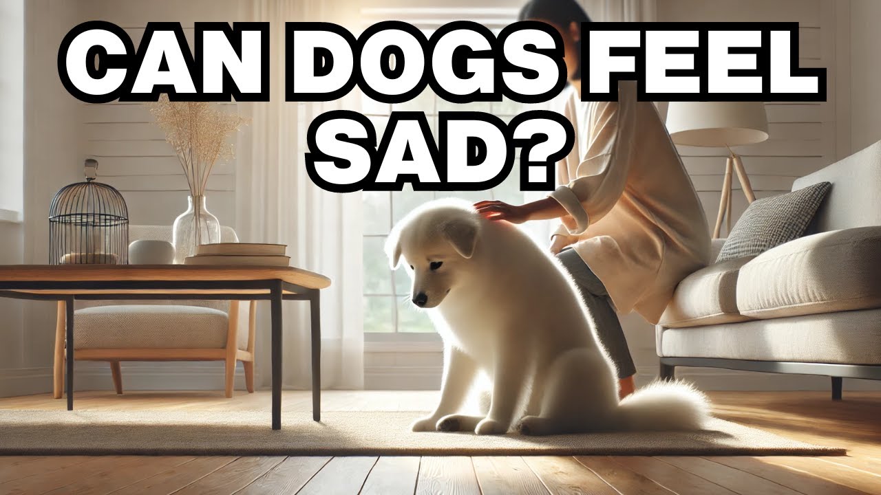 Can Dogs Feel Sad? Explained
