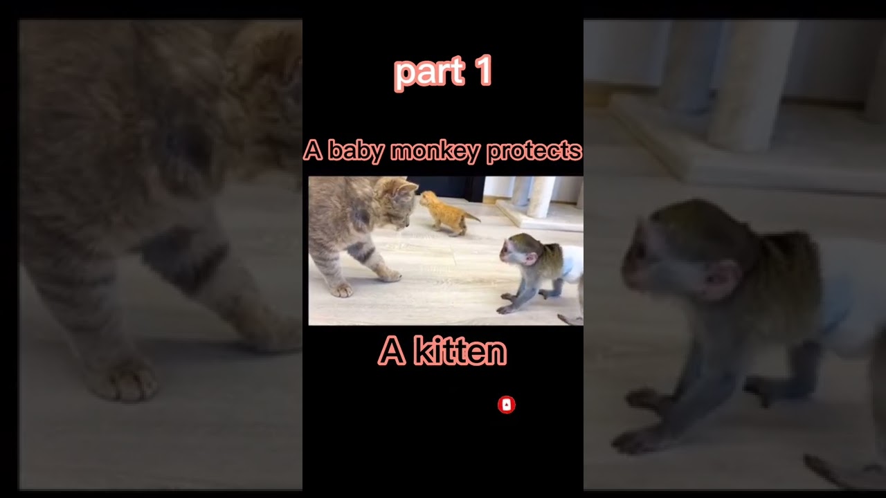 Brave baby monkey protecting a kitten part 1 