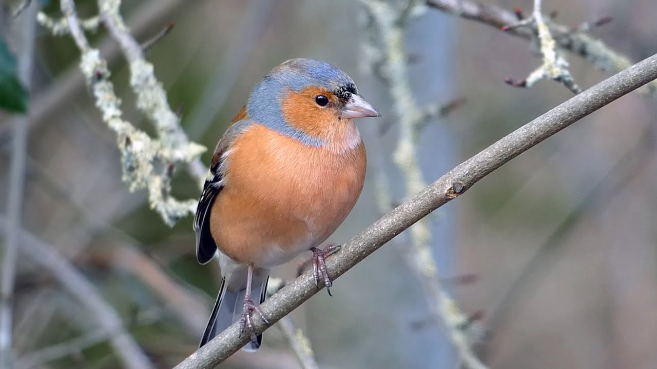 Common Chaffinch Singing | Bird Sounds and Calls