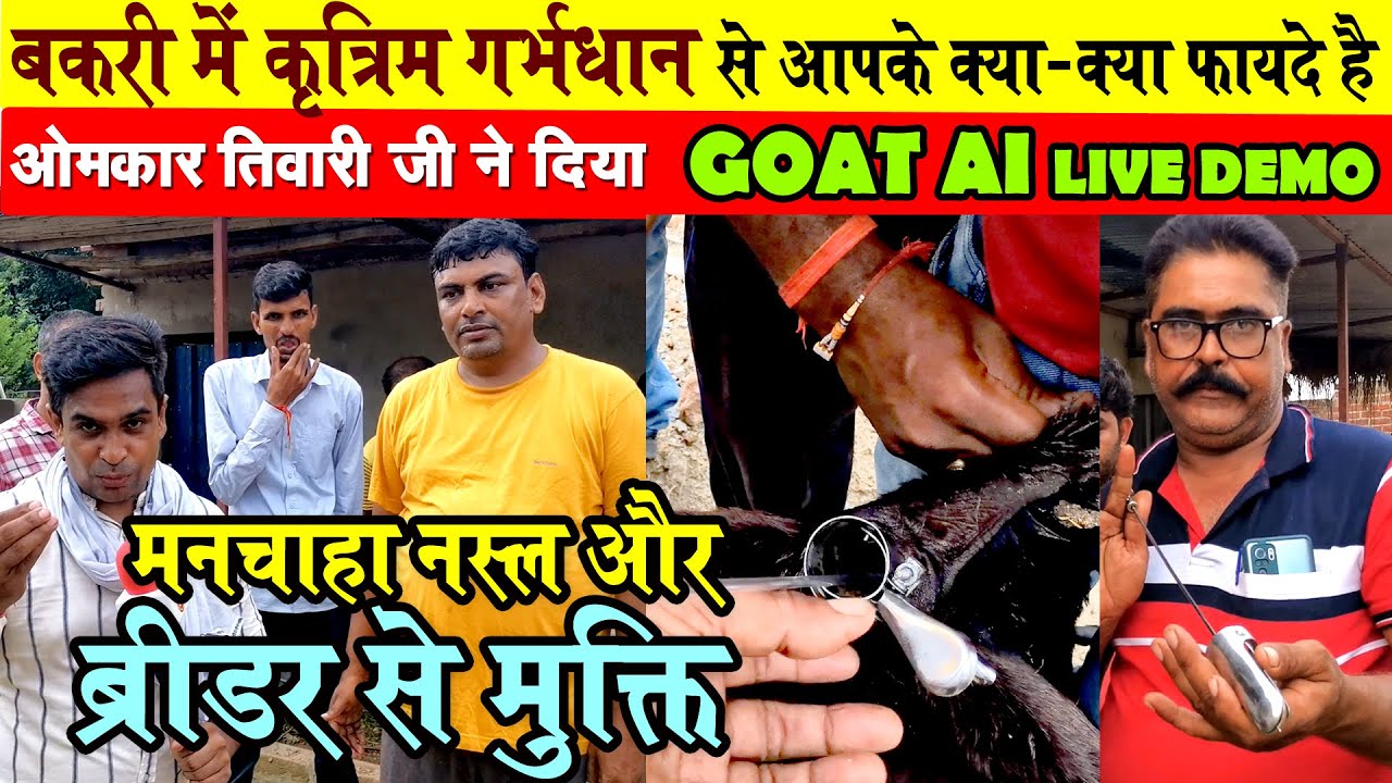#BakriPalan बकरी में कृत्रिम गर्भधान( Artificial insemination ) के अनेकों फायदे गिनाया SUDHIR SIR ने