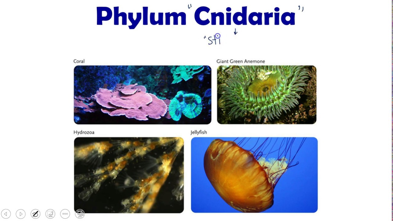 Invertebrate Biology: Cnidaria (jellyfish, anemones, corals, and more)