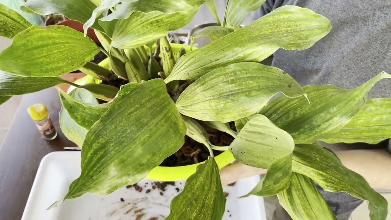 Trasplante Orquidea Coelogyne  Rochussenii