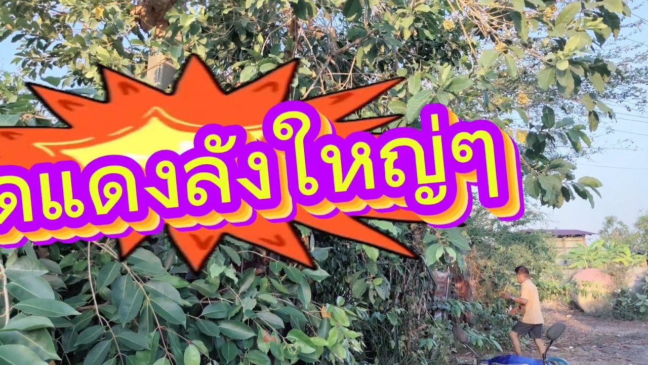 #Ep 232 วันนี้พาพี่น้องมาหามดแดงไปใส่ต้มปลา# มาลุ้นมดแดงรังใหญ่ๆ# จะเอาได้หรือเปล่ามาลุ้นกันจ้าทุกคน