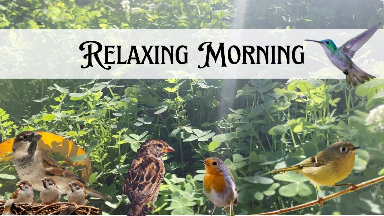 Morning Bird Sounds for Focus & Calm