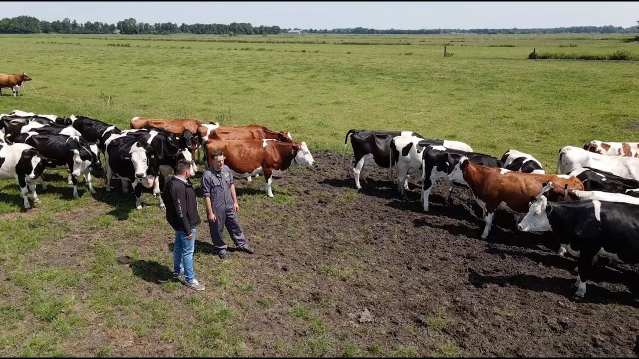 Video rondje bij bio melkveehouder Paul v/d Ven uit Beilen (Dr.) | Berg Agri