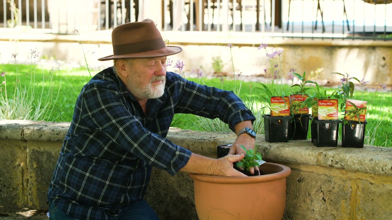 The Garden Gurus - Asian Herbs