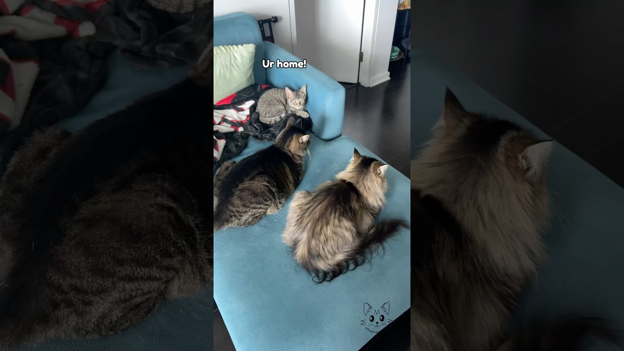 Goose with the big cats 🥰😸 #fosterkitten