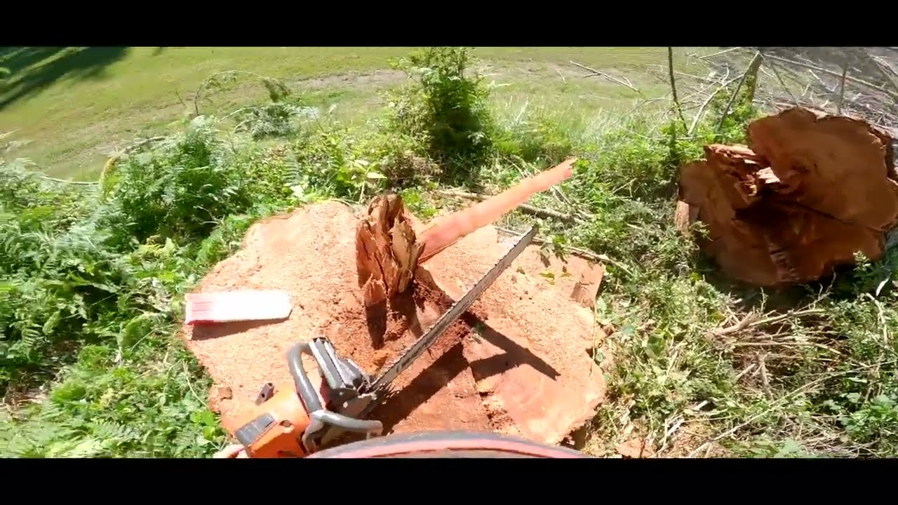 How To Make Face Cuts on Large Trees