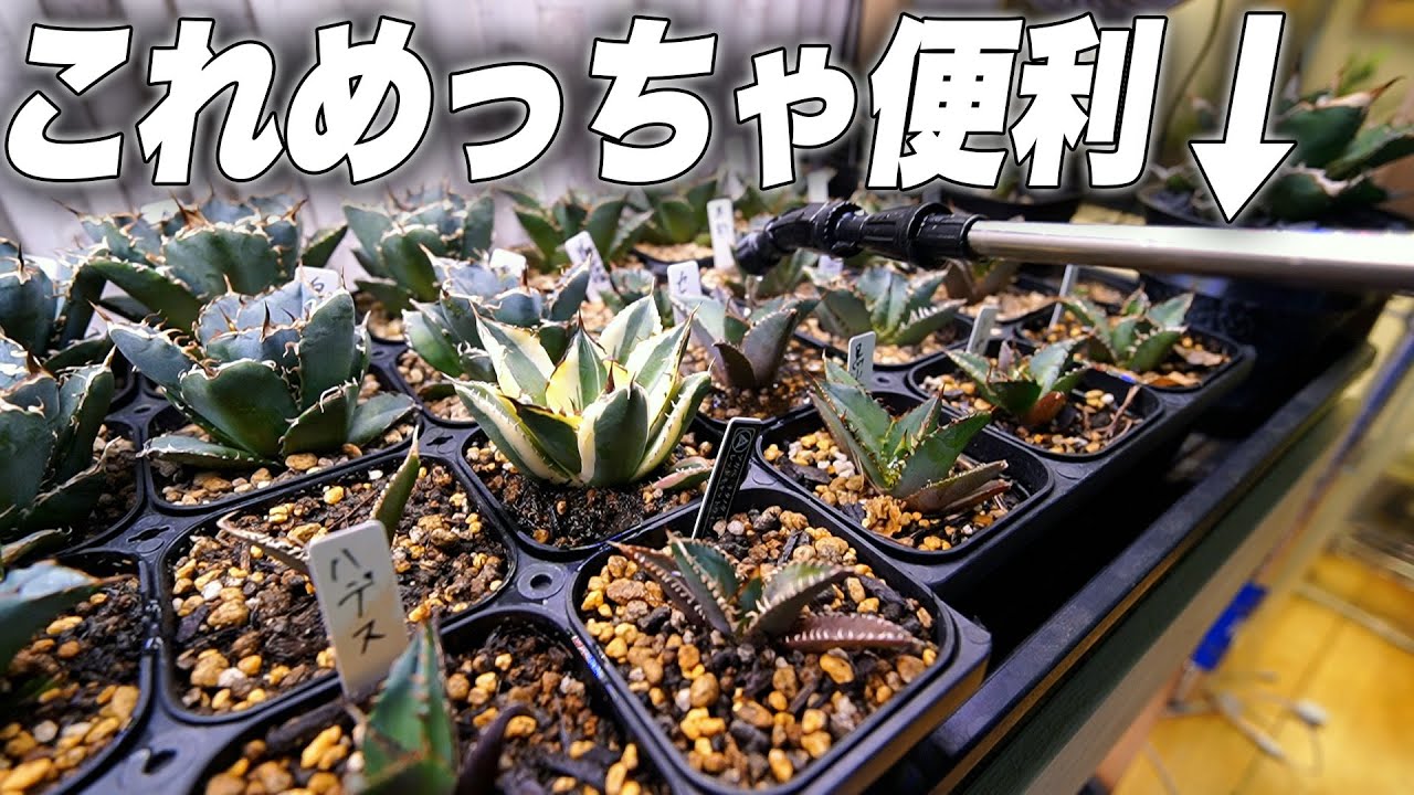 【絶対に買え】水やりを超効率的に出来る最強のアイテムを紹介します[多肉植物][アガベ][塊根植物][観葉植物]