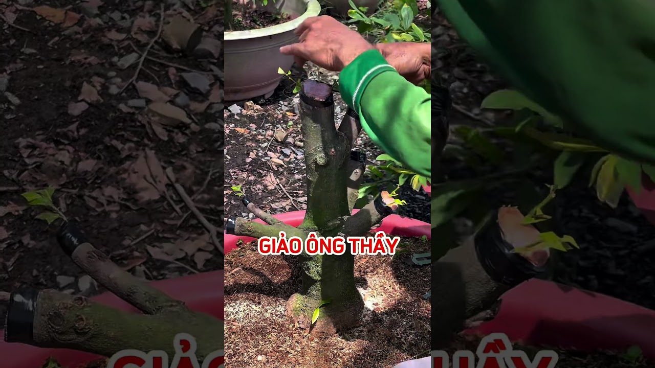 Nh&acirc;n giống giống mai mới, hy vọng c&oacute; nhiều c&aacute;i mới hơn c&aacute;i cũ #maivang #maibonsai #maighep #bonsai