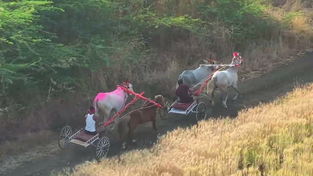 आमनापूर जनरल घोडाबैल शर्यत 