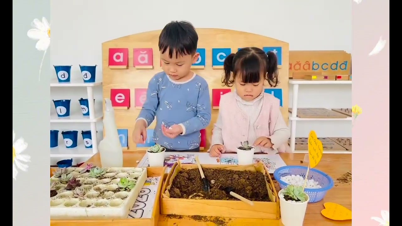Trồng cây sen đá tặng mẹ - HỆ THỐNG MẦM NON IQ HẠ LONG